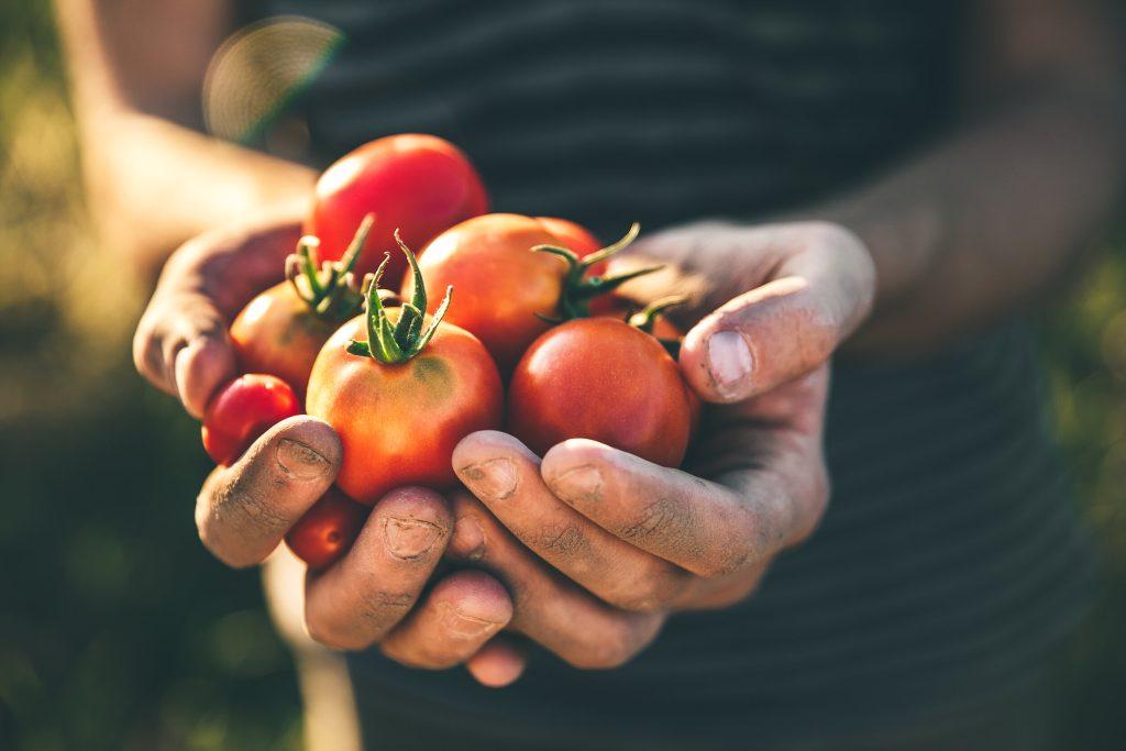 Nutritional Information And Health Advantages Of Tomatoes