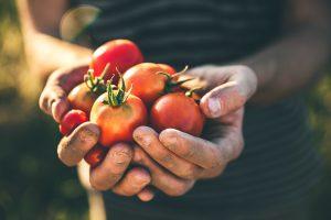 Tomatoes