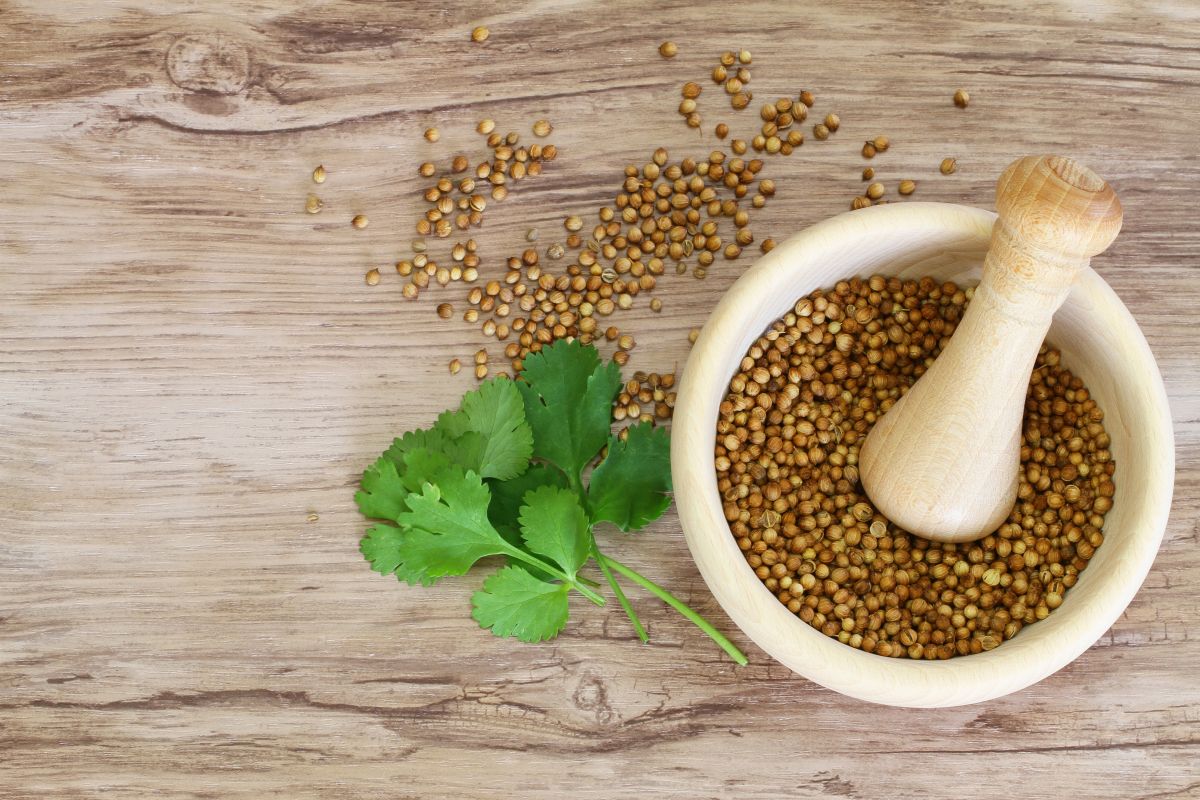 Beneficial Effects Of Coriander On Men’s Health