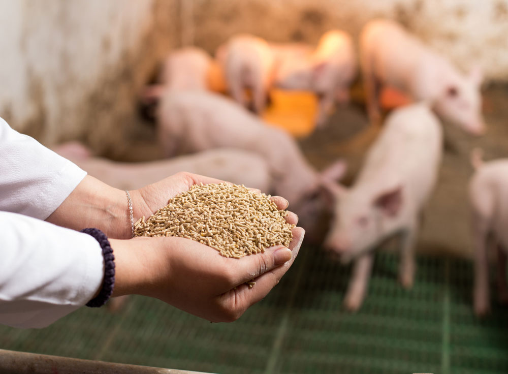United States Swine Feed Market Current Scenario and Growth Prospects to 2023-2028