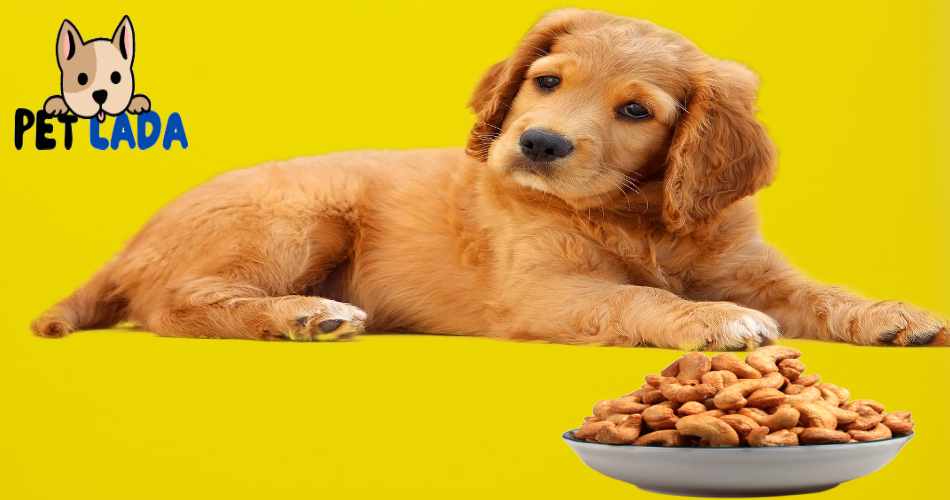 Can Dogs Eat Cashews?